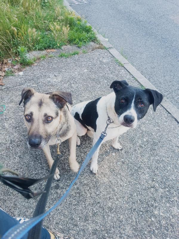 Tango, cane dolcissimo (colore focato, meticcio) Foto 8